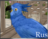 Rus Hyacinth Macaw