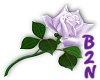 B2N-Lavender Rose