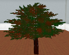(HI) Red Tip Tree