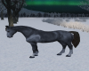 Winter Gray Horse