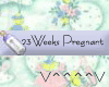 23 Weeks Pregnant (b)