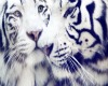 Kids Tiger Playmat