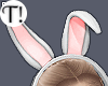 T! Kawaii Cute Bunny Bdl