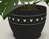 ✪ Monstera