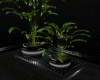 :YL:PaRi Plant Set