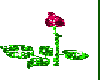 Red Blooming Rose  gif.