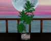 Moonrise Retreat Plant