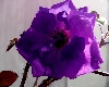 Purple Rose Oil Painting
