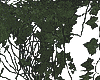 泰 Vines