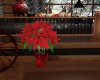 NT Christmas Poinsettia