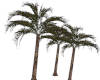 Palm Tree Derivable