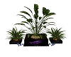 butterfly plant
