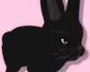 🐇 Black Rabbit
