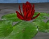 Waterlilly red