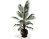 Cop Planter Plant