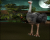 SaFaRi Ostrich