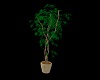 Hawaiin Woodrose Plant
