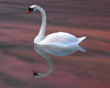 Cisnes Love