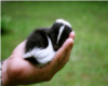 ~baby skunk tail~