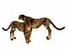 Cheetah - Still Figure