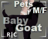 R|C Baby Goat Black M/F
