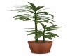 POTTED  LEAFY  PLANT 3