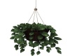 Hanging House plant