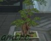 Amore Bonsai