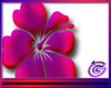 Flower 8