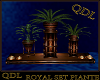QDL Royal Set Piante
