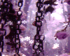 snow roses BG