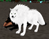 wolf white