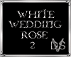 White Wedding Rose 2