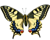 Yello Tiger Swallow Bfly