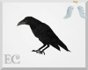 EC| Raven/Crow
