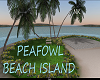 Peafowl  beach island