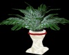 red/white wedding plant