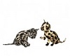 Leopard Kittens GA