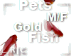 R|C Gold Fish Red M/F