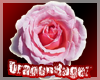 Light Pink Rose sticker