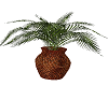 ~B~Mini Palm Tree