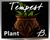 *B* Tempest Ped Plant