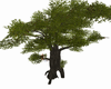 TREE POSE 2 (KL)