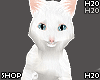 Cat White Head