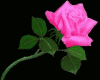 animated rosas rosa