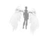 angels wings