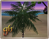 Coco Island Palm