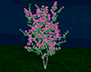 Pink Redbud Tree