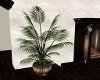 Amaryllis Potted Plant
