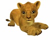BC BEL BABY LION ANIMED